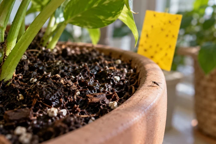 Petit moucheron près du terreau d’une plante et plaque adhésive jaune